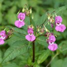 Flower seeds Impatiens glandulifera or Red Wine, 5 seeds     #YREG61