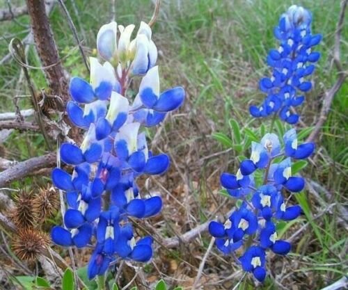 10 flower seeds Lupinus texensis or Texas Bluebonnet, easy to grow  #YREG61