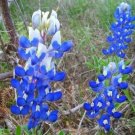 10 flower seeds Lupinus texensis or Texas Bluebonnet, easy to grow  #YREG61