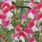 10 flower seeds pink Lathyrus ordoratus or Painted Lady Sweet Pea  #YREG61