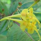 8 flower seeds yellow Impatiens cristata, easy o grow   #YREG61