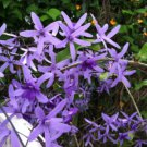 10 flower seeds purple Petrea volubilis Queens Wreath Vine       #YREG61
