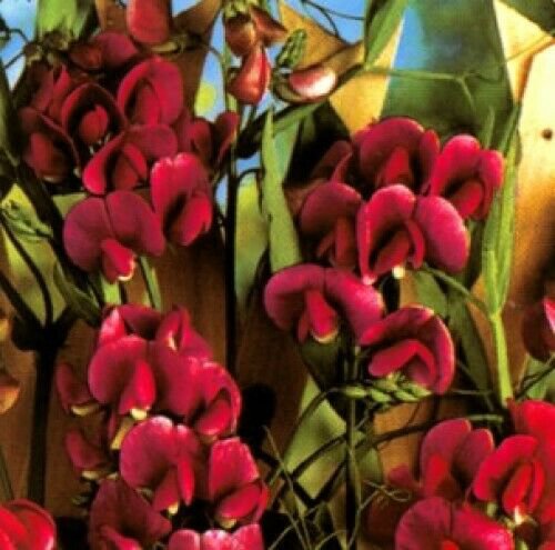 10 seeds red Lathyrus latifolius Pearl    #YREG61