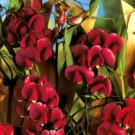 10 seeds red Lathyrus latifolius Pearl    #YREG61