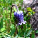 10 flower seeds purple hirsutissima Pursh Hairy Clematis #YREG61