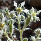 10 seeds Loasa filicifolia or Ortiga macho, easy to grow  #YREG61