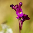 20 flower seeds purple Linaria maroccana Toadflax  #YREG61