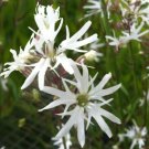 10 flower seeds white Lychnis flos cuculi alba, fast growing  #YREG61
