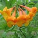 10 seeds Orange Bells Tecoma smithii, easy to grow   #YREG61