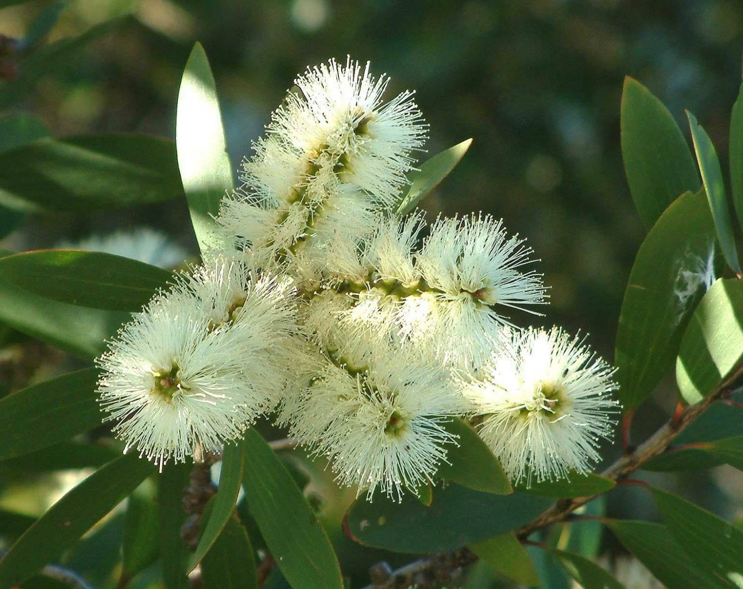 20 seeds white Callistemon salignus Bottlebrush tree   #YREG61