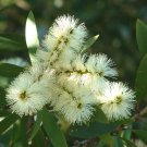 20 seeds white Callistemon salignus Bottlebrush tree   #YREG61
