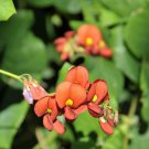 10 seeds brown Kennedia macrophylla or Cape Leeuwin Creeper    #YREG61