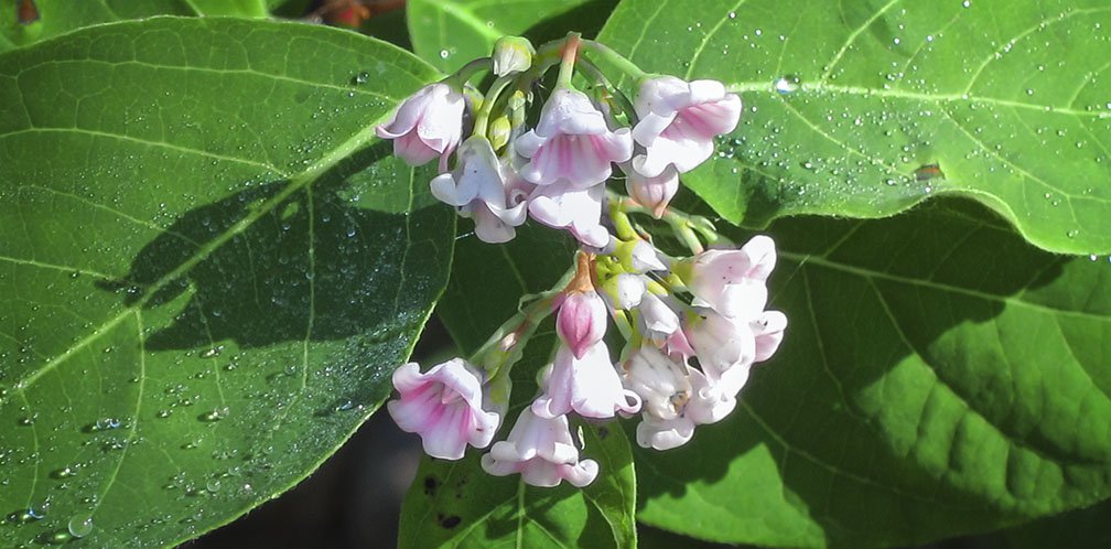 Flower seeds Apocynum androsaemifolium Spreading dogbane, 10  seeds   #YREG61