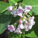 Flower seeds Apocynum androsaemifolium Spreading dogbane, 10  seeds   #YREG61