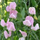 8 flower seeds pink Lathyrus sativus Janet Scott Sweet Pea , easy to grow    #YREG61