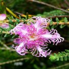 20 flower seeds Pink Claw   Melaleuca pulchella    #YREG61