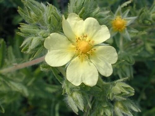 10 seeds yellow Potentilla recta or Sulphur Cinquefoil   #YREG61