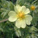 10 seeds yellow Potentilla recta or Sulphur Cinquefoil   #YREG61
