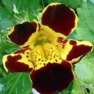 20 flower seeds Mimulus grandiflorus or Tiger Monkey         #YREG61
