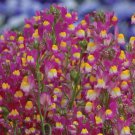 10 seeds purple Linaria enchantment or Toadflax    #YREG61