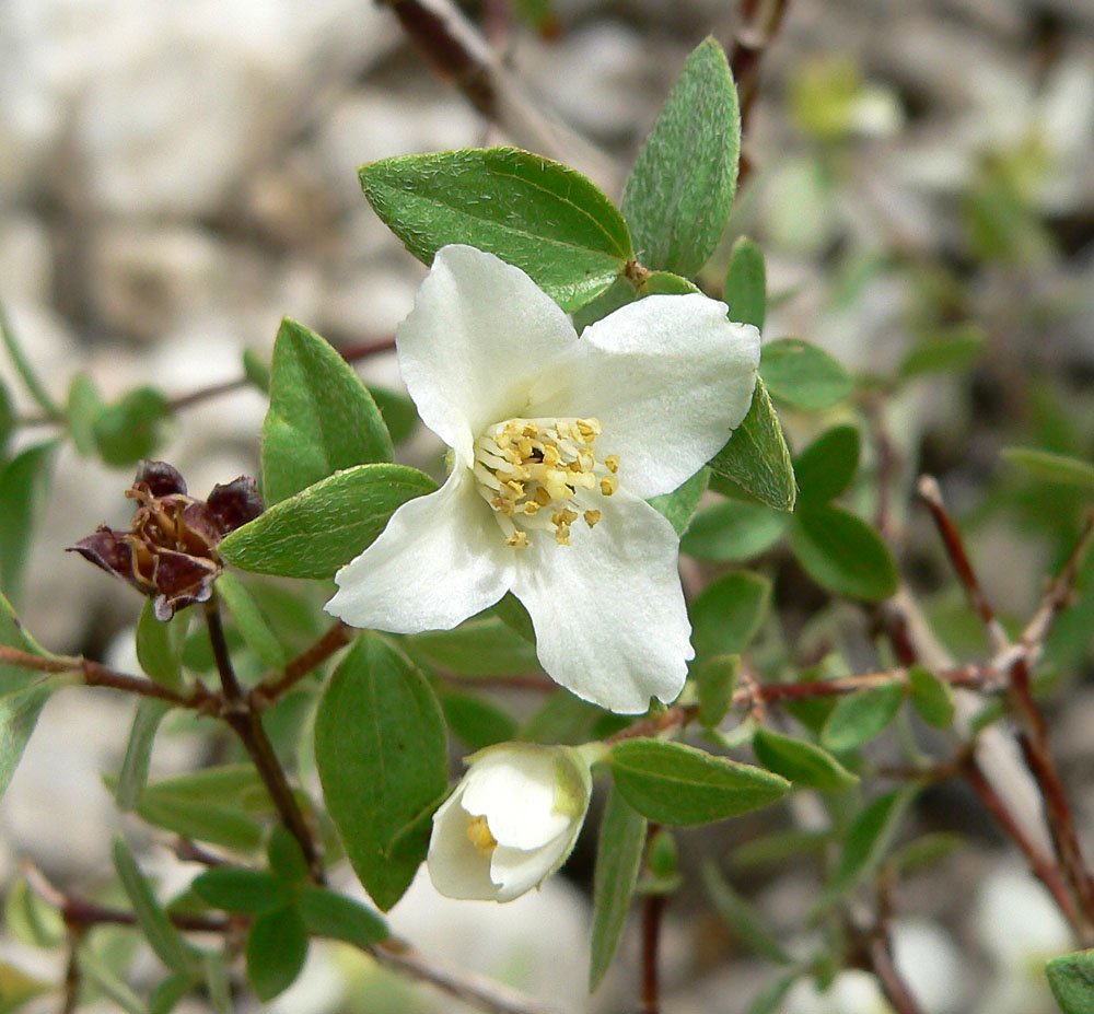10 flower seeds white Philadelphus microphyllus or Little leaf Mock Orange        #YREG61