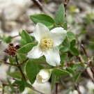 10 flower seeds white Philadelphus microphyllus or Little leaf Mock Orange        #YREG61