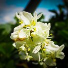 10 flower seeds Libertia grandiflora or New Zealand Iris  #YREG61