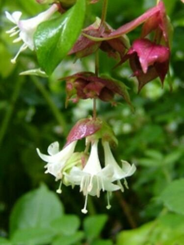 20 seeds Leycesteria formosa or Himalayan Honeysuckle       #YREG61