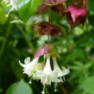 20 seeds Leycesteria formosa or Himalayan Honeysuckle       #YREG61
