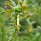 10 seeds  lycioides or Vestia foetida Chilean Boxthorn, fast growing   	   #YREG61