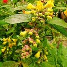 15 seeds Leycesteria crocothyrsos or Yellow Pheasantberry     #YREG61