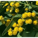 15 seeds yellow Acacia retinodes or Silver Wattle  #YREG61