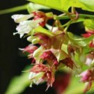 15 seeds Leycesteria formosa or Aurea Gold Leaf Honeysuckle   #YREG61