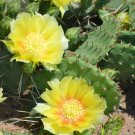 5 seeds Opuntia humifusa or Prickly Pear Cactus      #YREG61