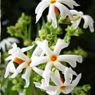 10 flower seeds white Nyctanthes arbor tristis     #YREG61