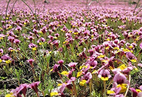 10 seeds Mimulus pulchellus or Yellow-lip Pansy Monkeyflower  seeds Opuntia humifusa      #YREG61