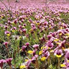 10 seeds Mimulus pulchellus or Yellow-lip Pansy Monkeyflower  seeds Opuntia humifusa      #YREG61