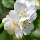 15 seeds white Philadelphus lewisii Wild Mock Orange    #YREG61