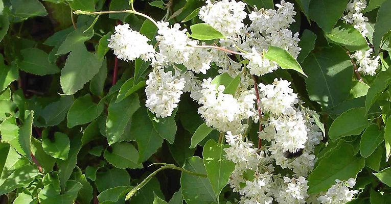 15 seeds Polygonum aubertii or Silver Lace Vine, fast growing   #YREG61