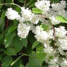 15 seeds Polygonum aubertii or Silver Lace Vine, fast growing   #YREG61