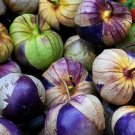 250 vegetable seeds Tomatillo Purple   Color Husk Tomato #SCTN65