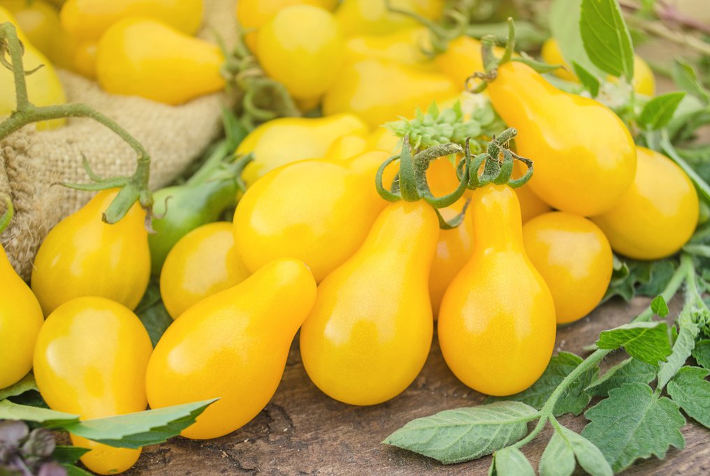 300 vegetable seeds Yellow Pear Tomato , Very Sweet Tomatoes #SCTN65