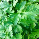 1000 Herb Seeds Flat Leaf Italian Parsley    #SCTN65