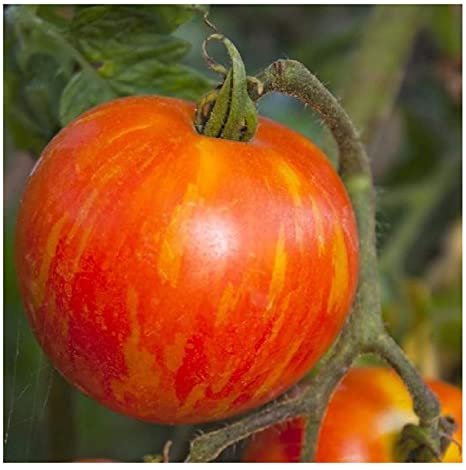 100 vegetable seeds Mr Stripey Tomato, easy to grow    #SCTN65