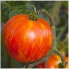 100 vegetable seeds Mr Stripey Tomato, easy to grow    #SCTN65