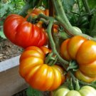 100 vegetable seeds Coustralee Tomato, French Ribbed Old Fashioned #SCTN65