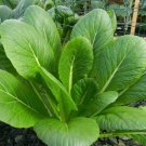 1500 vegetable seeds Tendergreen Mustard Greens Spinach Substitute #SCTN65