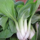 2000 vegetable seeds Pak Choi Chinese Cabbage, fast growing #SCTN65
