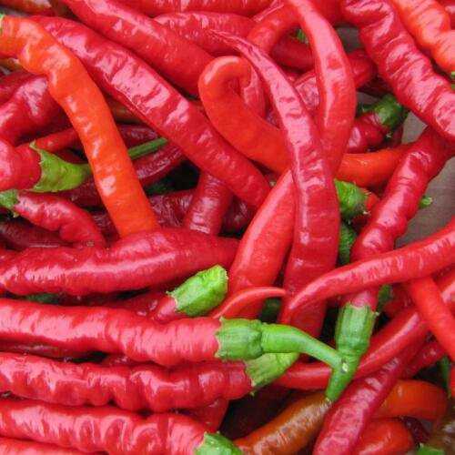 125 Vegetable Seeds Long Red Cayenne Pepper   #SCTN65
