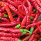 125 Vegetable Seeds Long Red Cayenne Pepper   #SCTN65
